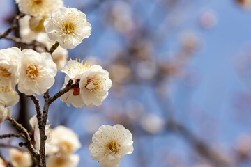 春霞の空と梅の花のクローズアップ