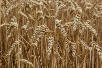 Rural scenery. Background of ripening ears of wheat field and sunlight. Crops field. Selective focus. Field landscape