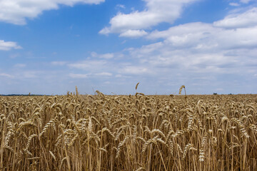 Field wheat in period harvest on background cloudy sky