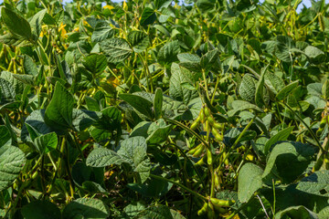 Soybean pods on soybean plantation, on blue sky background, close up. Soy plant. Soy pods. Soybean field