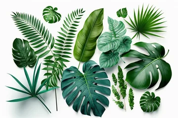 Zelfklevend Fotobehang Monstera Tropical Exotic Luxury leaves isolated on white background. Graphic elements for advertising and creativity.Ai generated