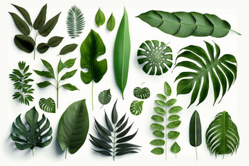 Tropical Exotic Luxury leaves isolated on white background. Graphic elements for advertising and creativity.Ai generated