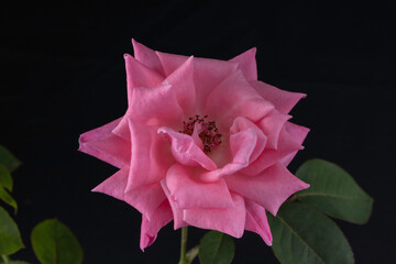 Pink rose flower with black background. Selective focus.