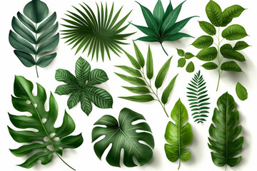 Fototapeta na wymiar Tropical Exotic Luxury leaves isolated on white background. Graphic elements for advertising and creativity.Ai generated
