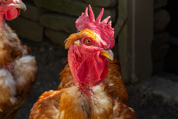 Red hen on farm. Homemade poultry. Chicken in a traditional poultry farm. Chickens pecking grain on poultry yard