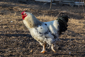 Red hen on farm. Homemade poultry. Chicken in a traditional poultry farm. Chickens pecking grain on...
