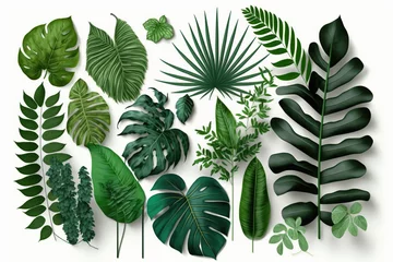 Foto auf Acrylglas Monstera Tropical Exotic Luxury leaves isolated on white background. Graphic elements for advertising and creativity.Ai generated