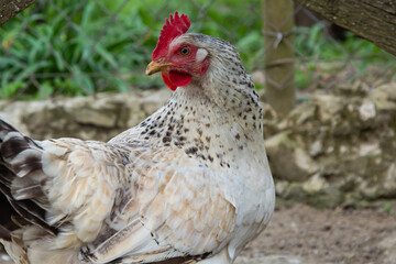 Red hen on farm. Homemade poultry. Chicken in a traditional poultry farm. Chickens pecking grain on poultry yard