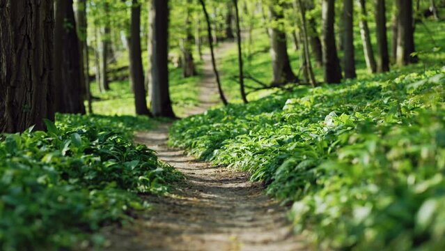 B&auml;rlauch im Wald s&auml;umt Weg im Fr&uuml;hling