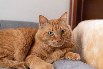 見つめる可愛い猫　茶トラ猫