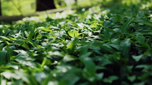 B&auml;rlauch Close Up Bl&auml;tter im Wald