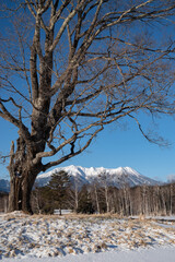 冬の開田高原　コナラの木と冠雪した御嶽山