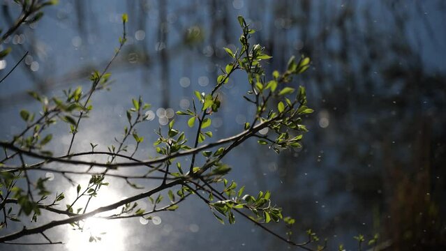 Tree branches with blossoming fresh green leaves sway over the surface of the lake. High quality video 4k 4:2:2 10bit. video background and nature sounds