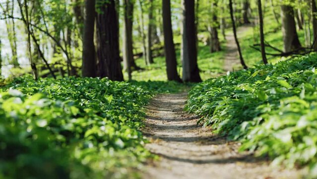 B&auml;rlauch im Wald an einem Wanderweg im Fr&uuml;hling