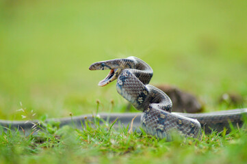 Montane Trinket snake, Coelognathus helena monticollaris, Mahableshwar, Maharashtra, India