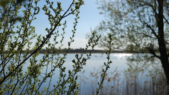 Tree branches with blossoming fresh green leaves sway over the surface of the lake. Beautiful nature background. High quality video 4k 4:2:2 10bit. video background and nature sounds