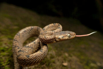 Boiga beddomei, commonly known as Beddome_s cat snake, is a species of rear-fanged snake in the family Colubridae. 