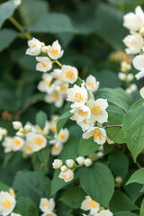 Beautiful white jasmine blossom flowers in spring time. Background with flowering jasmin bush. Inspirational natural floral spring blooming garden or park. Flower art design. Aromatherapy concept.