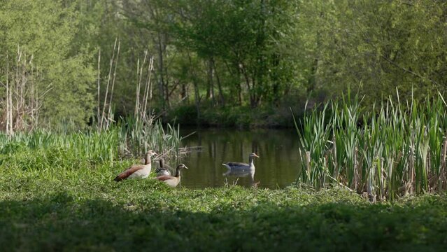 Wasserv&ouml;gel im Fr&uuml;hling am Wasser in einem Naturschutzgebiet