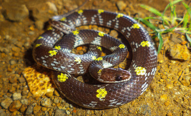 Barred Wolf snake, Lycodon aulicus, Satara, Maharashtra,  India