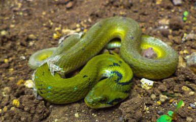 Indian grass snake, Macropistodon plumbicolour, Satara, Maharashtra,  India