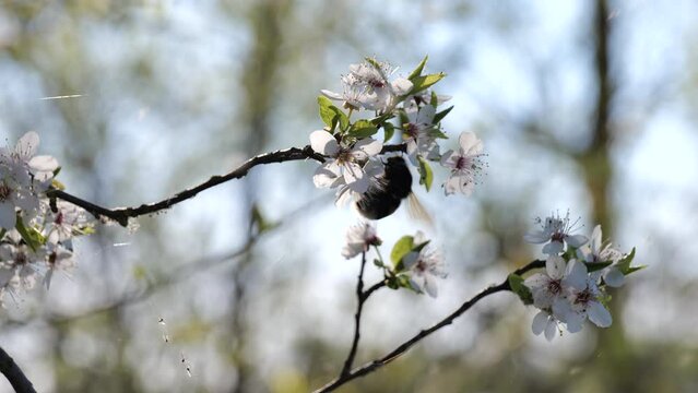 A bumblebee collects nectar on a flower of a fruit tree. Sunny Spring Day. High quality video 4k 4:2:2 10bit. video background and nature sounds