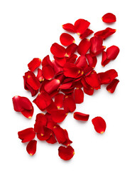 Valentine day petals of red roses isolated on white background