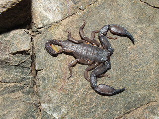 Recently described Phaltans scorpion, Neoscorpiops phaltanensis, Satara, Maharashtra, India