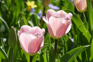 Rosa blühendeTulpen (Tulipa), Closeup, Deutschland