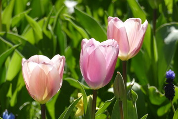 Rosa blühendeTulpen (Tulipa), Closeup, Deutschland