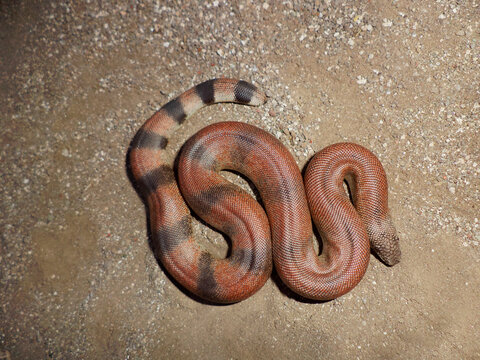 Red Sand Boa Eryx johnii, Satara, Maharashtra,  India