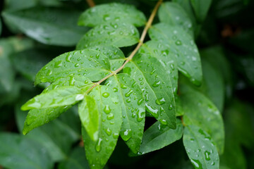 Fresh leaves with water droplets