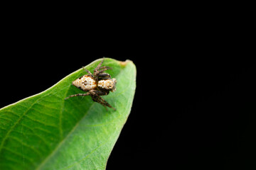 Monkey Lynx spider, Hamatailwa species, Satara, Maharashtra,  India