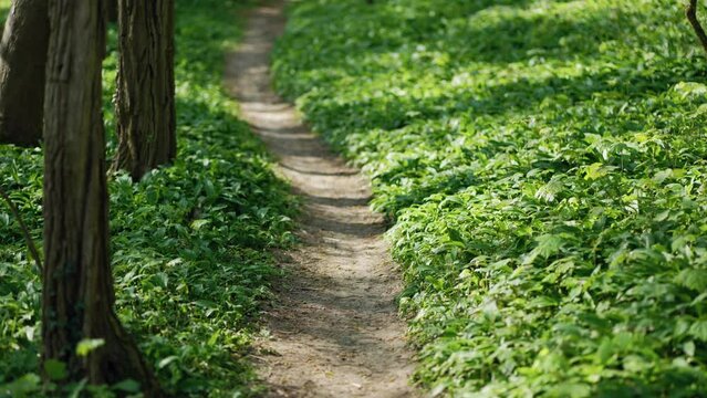 frischer B&auml;rlauch s&auml;umt Wanderweg im Fr&uuml;hling