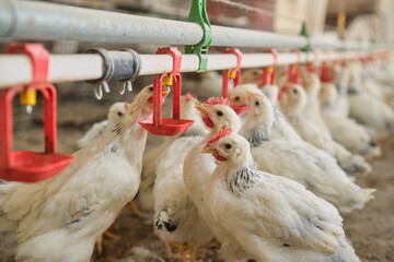 thirsty white Chickens poultry drink water by nipple system in hot stress farm