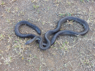 Black morph of indian rat snake,  Ptyas mucosa, Satara, Maharashtra,  India