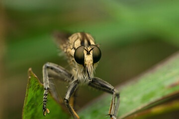 Closeup of robberfly, Satara, Maharashtra,  India