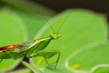 Flower mantis , euantissa pulchra, Satara, Maharashtra,  India