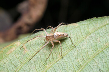 Grey lynx spider, Oxyopes gracilipes, Satara, Maharashtra,  India