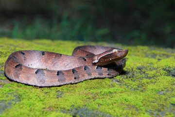 Hump Nose pit viper, Hypnale hypnale,  endemic to western ghats, Karnataka india