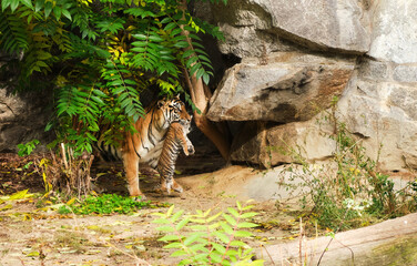 Fototapeta na wymiar Tigress mother carrying her small young cub 
