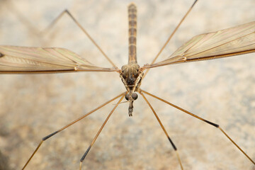 Closeup of crane fly, Satara, Maharashtra,  India