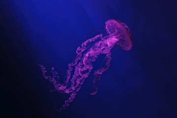 macro shooting under water chrysaora plocamia jellyfish