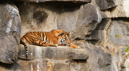 Fototapeta na wymiar The tiger sleeping on the rock resting relaxing and lookin on visitors in zoo