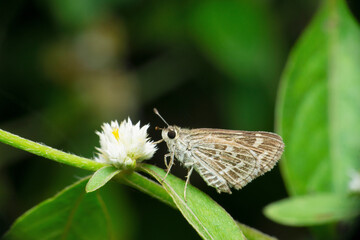 indian swift butterfly, subfamily Hesperiinae, Satara, Maharashtra,  India