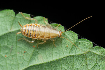 WIld cockroach species, Satara, Maharashtra,  India