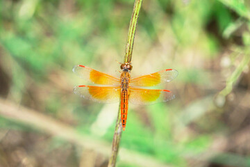 Flame skimmer or firecracker skimmer, Libellula saturata, Satara, Maharashtra, India