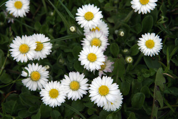 Daisies. Spring. Flower. Blossom. Netherlands. 