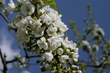 Fototapeten Pear tree blossom. Spring. Flower. Blossom. Netherlands.  © A