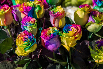 Obraz na płótnie Canvas Colored Beautiful flowers as a background